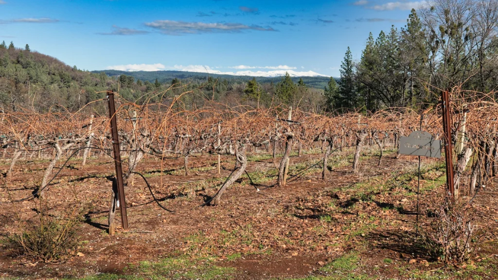 El Dorado Wine Country vineyard near Placerville with Sierra Nevada mountains east of Sacramento